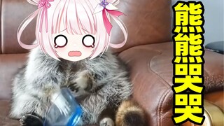 Rakun kecil akan benar-benar menangis ketika diintimidasi! ! ! !