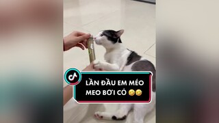 1 tuổi mới biết đời hư ảo là như nào 🤣 cỏmèo méo cat mèo fyp trending