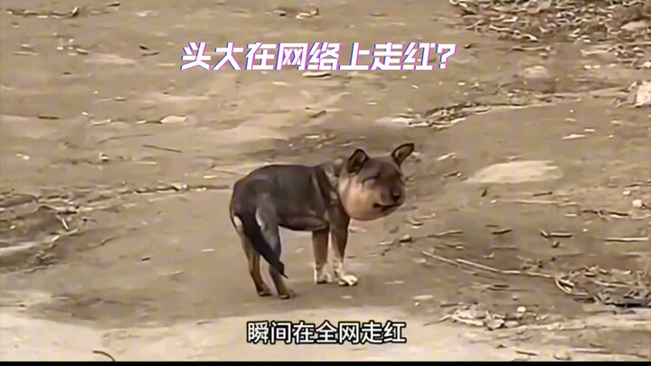 This little puppy was born on Chinese territory—what a blessing for its entire life. Please treat ev