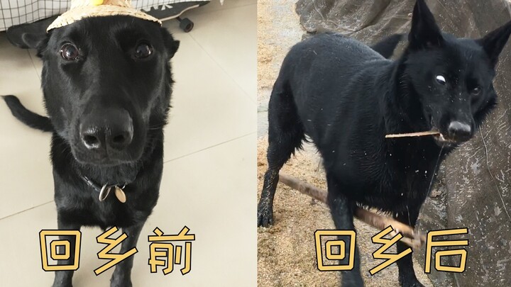 带城里小狗回村过年，这货像打开了新世界大门一样，主人气疯了！