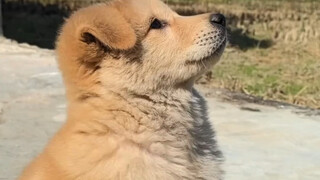 Little dog, little dog, do you have something on your mind too?