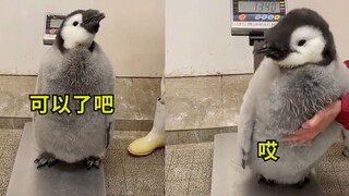 When the penguin chick was being weighed, it tried to escape but was repeatedly pulled back. Penguin