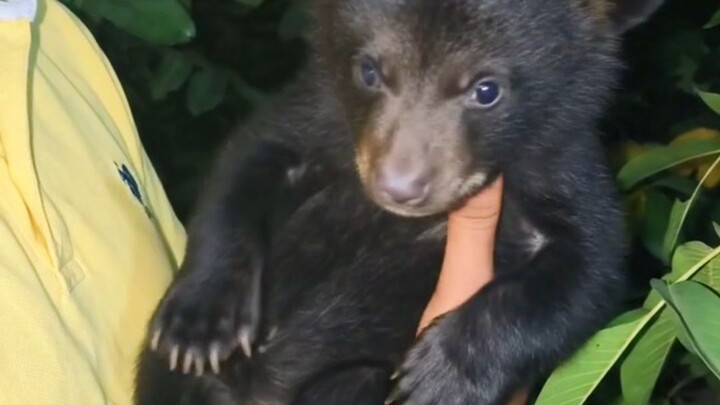 A Baby Bear in My Courtyard! 🐻😍