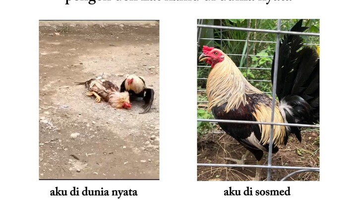 ayam