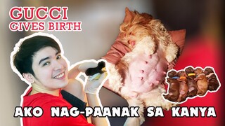 SHIH TZU GIVING BIRTH FOR THE FIRST TIME - Kinabahan kami | VLOG 28