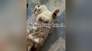 Vậy vì sao sáng béo nhỉ ? mèo cute TikTokMentor