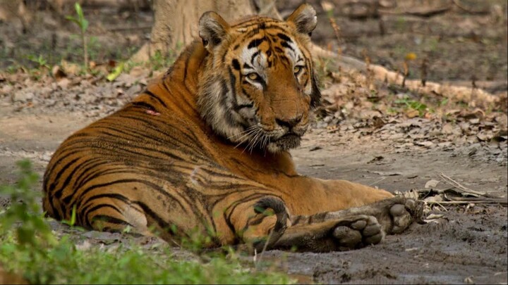 【印度丛林之王】卡齐兰加国家公园的巨型野生老虎