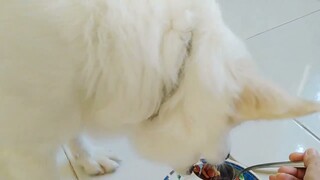 Boo Doesn't Want To Eat If I Don't Feed Him Using A Spoon XD