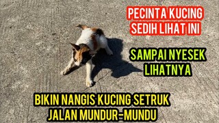 Kucing Sakit Setruk  jalan  mundur-Mundur  Minta Tolong Di Jalanan..!