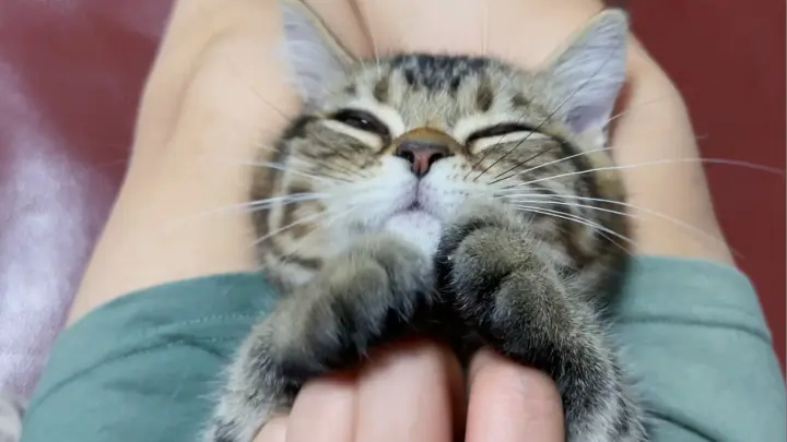 [Remix][Animals]How healing is the purr of a kitten?