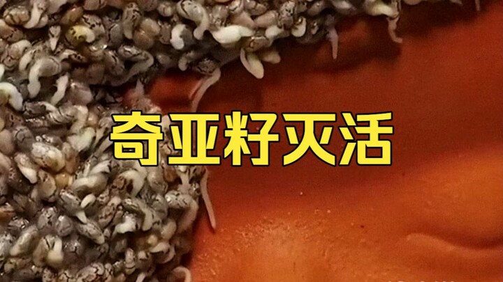 Tại sao hạt chia trước khi nhập khẩu vào Trung Quốc nhất định phải qua khâu xử lý bất hoạt?