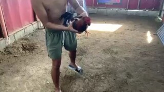 QAZ GF TESTING lang ng mga Alaga natin mga boss sanay magustuhan niyo❤️🐓