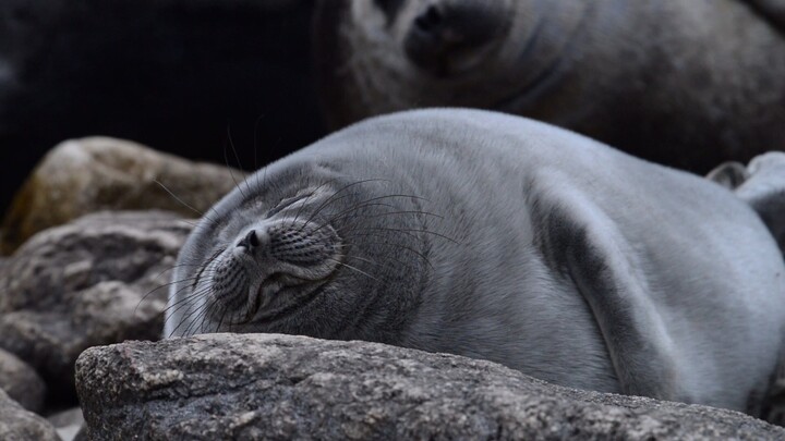 Baikal fur ball is taking a big nap.
