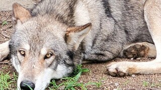 Wolf: If I accidentally give birth to too many, I will split open