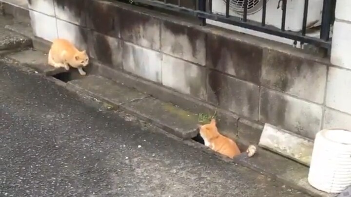 Real-life “hide-and-seek”