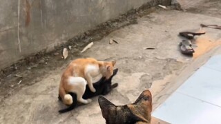 kucing hitam pelakor