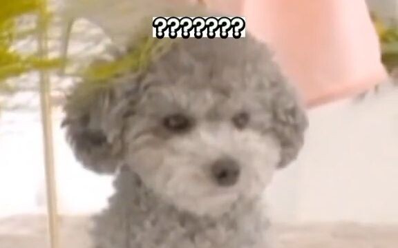 [TaeYeon] Thú cưng giống chủ nhân thật sự là có thật!