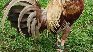 my brodcock