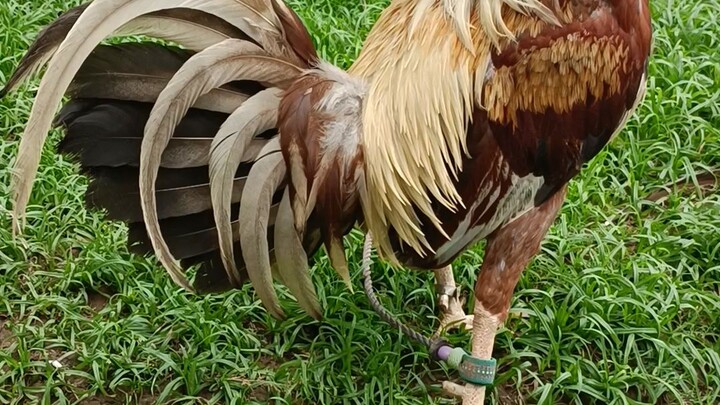 my brodcock