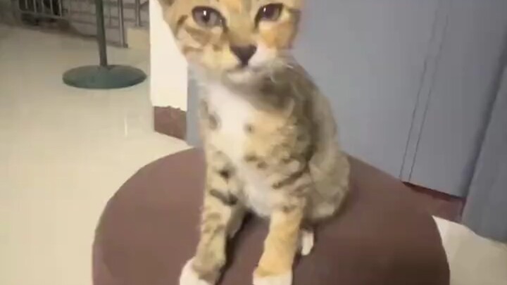 Cat, go and defeat the mouse.