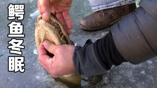 Fun fact: How do crocodiles hibernate on an icy lake?