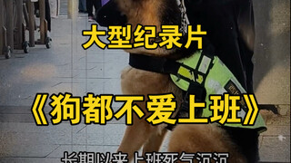 大型纪录片《狗都不爱上班》