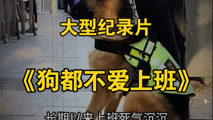 大型纪录片《狗都不爱上班》