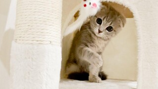 Lulu an exciting kitten in a huge cat tower