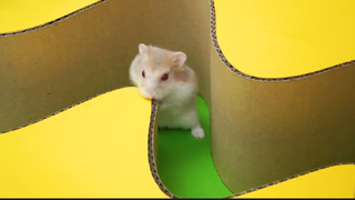 ภารกิจของหนูแฮมสเตอร์ EP 85 อียิปต์