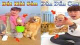 Thú Cưng TV | Dương KC Pets | Gia Đình Gâu Đần #15 | Chó thông minh vui nhộn | funny cute smart dog
