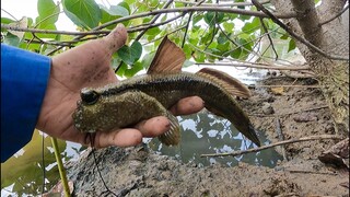 Cách Bắt Thòi Lòi Chúa và Món Thòi Lòi Nướng Chấm Muối Ớt Chanh Chua Cay