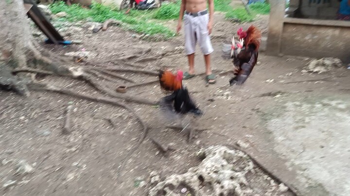 Mclean Hatch VS Mclean Kelso spar