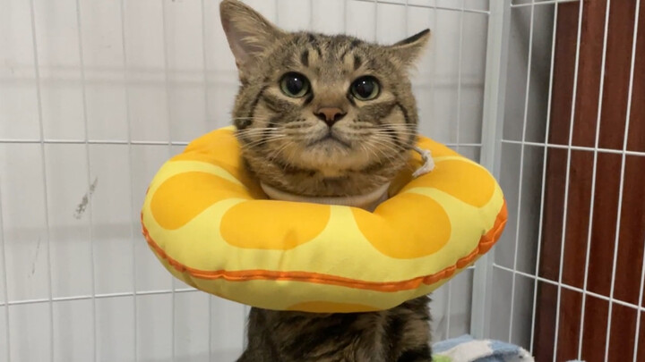 Caught snacking by the kitten, who scolds it while licking its lips to hint at something!