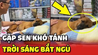 Chú chó BẤT LỰC vì bị chủ bắt NHẮM MẮT ĐI NGỦ trong khi trời sáng 😂 | Yêu Lu