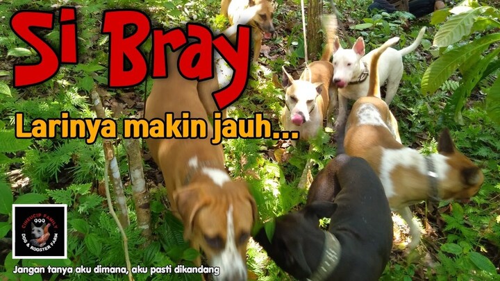 Si Bray bersaing dengan Si Black