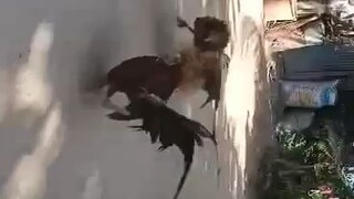 bcharahabs backyard