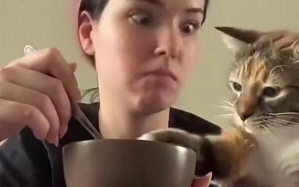 เหมียว: ดาบนี้ฉันจองแล้ว!