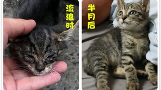 A stray cat's growth diary: A sick and ugly stray cat transformed into THIS after just half a month!