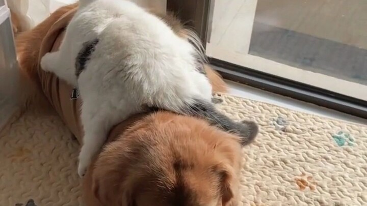 Cat: No golden or silver nest compares to one’s own doghouse.
