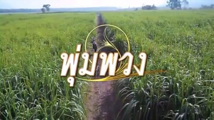 พุ่มพวงดวงจันทร์ (1)