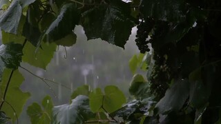 Musik Relaksasi + Suara Hujan