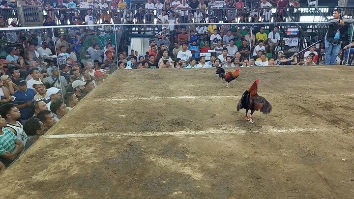 super cock 33k parada 2hits ulutan champion tayo mga kasabong