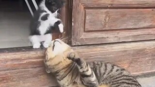 Nhỏ bé, ngây thơ và vui tươi