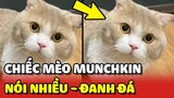 Bé mèo MUNCHKIN ĐANH ĐÁ bị NHỤC NHÃ với trận chiến không hồi kết 😂 | Yêu Lu