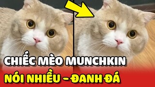 Bé mèo MUNCHKIN ĐANH ĐÁ bị NHỤC NHÃ với trận chiến không hồi kết 😂 | Yêu Lu