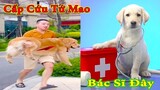Thú Cưng TV | Tứ Mao Đại Náo #26 | Chó Golden Gâu Đần thông minh vui nhộn | Pets cute smart dog