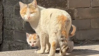 Một cảnh tượng khó quên, mèo con thật đáng yêu, mèo mẹ cũng rất yêu thương mèo con của mình
