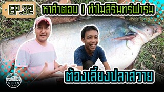 ปลาสวายสิรินทร์ฟาร์ม [SIRINFARM]​ EP.32