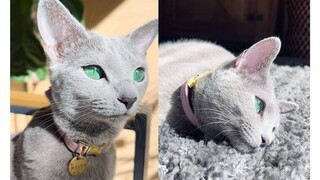 猫咪Misha有一双绿色的眼睛，这就是俄罗斯血统的魅力吗