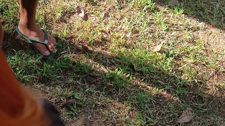 5 mos old 1st spar (mclean hatch)